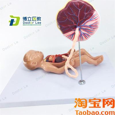 胎儿血液循环模型出生婴儿脐带胎盘模型婴儿内V脏婴儿心脏模型