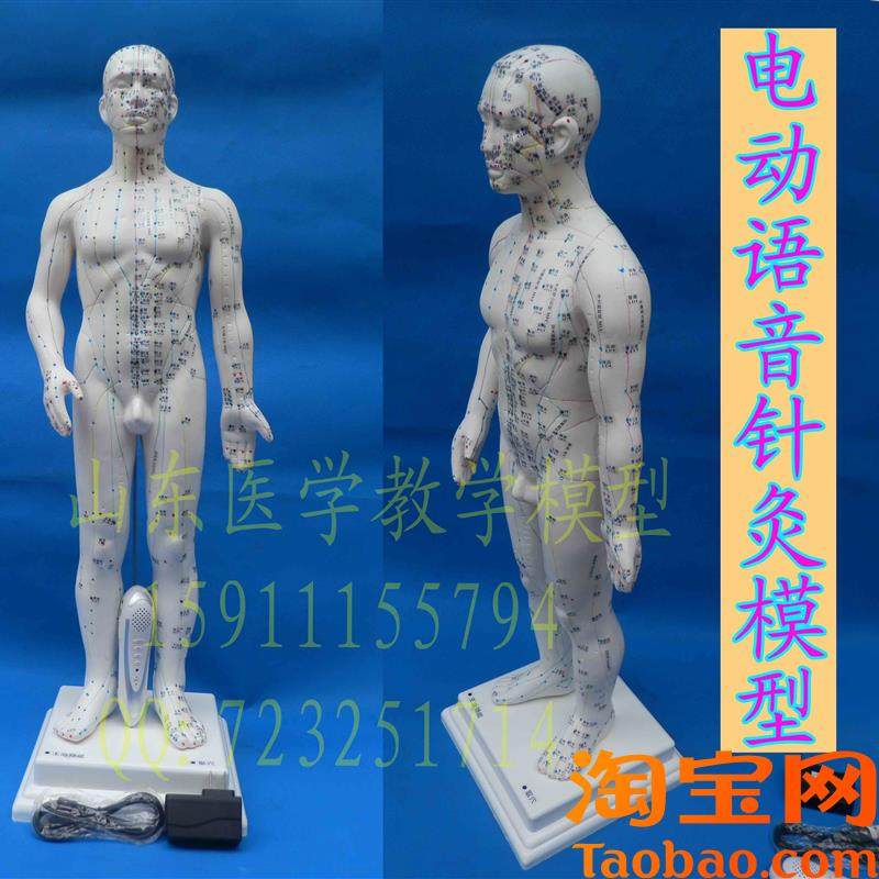 高级智能语音点读人体穴位模型y正品保证语音点读人体针灸经络模