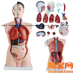 包邮 厂家直销正品 19件 85cm 男性l人体半身躯干模型