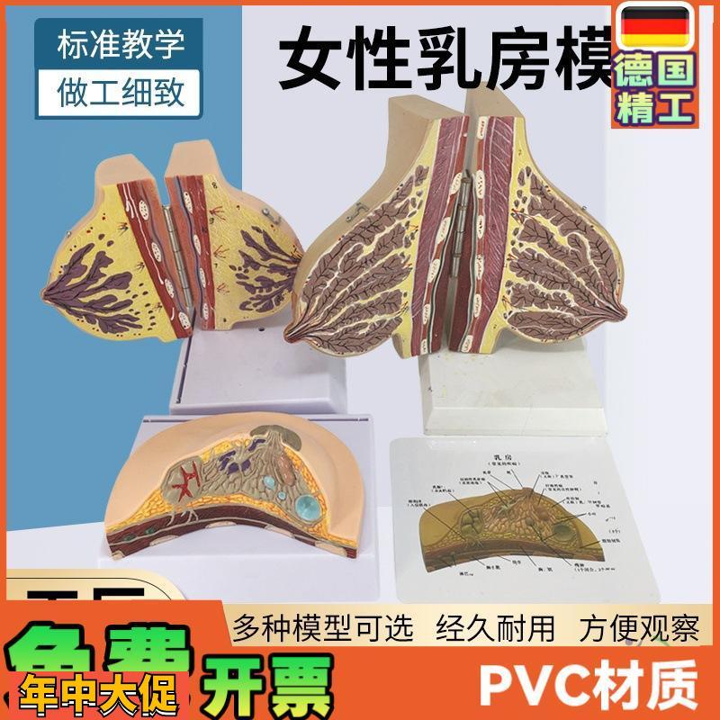 哺乳期乳房模型胸部解剖乳房结构造乳房乳腺解剖模型催乳师教具