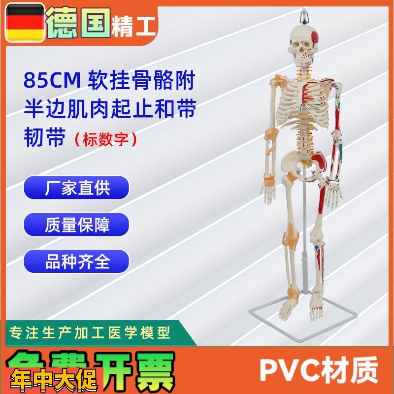 85CM软挂骨骼附半边肌肉起止标数字和带韧带医学教学骨骼模型