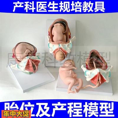 助产示教模型产科医生规培教具足月妊娠胎位产程模型产道腹腔盆腔