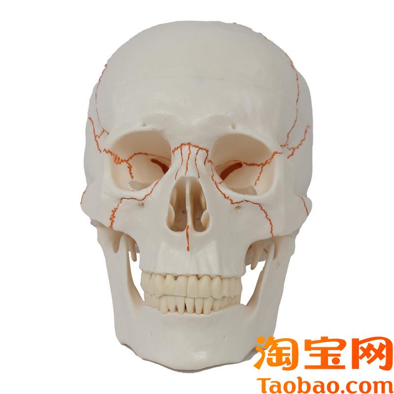 原装适用头骨模型真实倒模骨缝线标识颅骨结构可拆卸颅底口腔牙齿