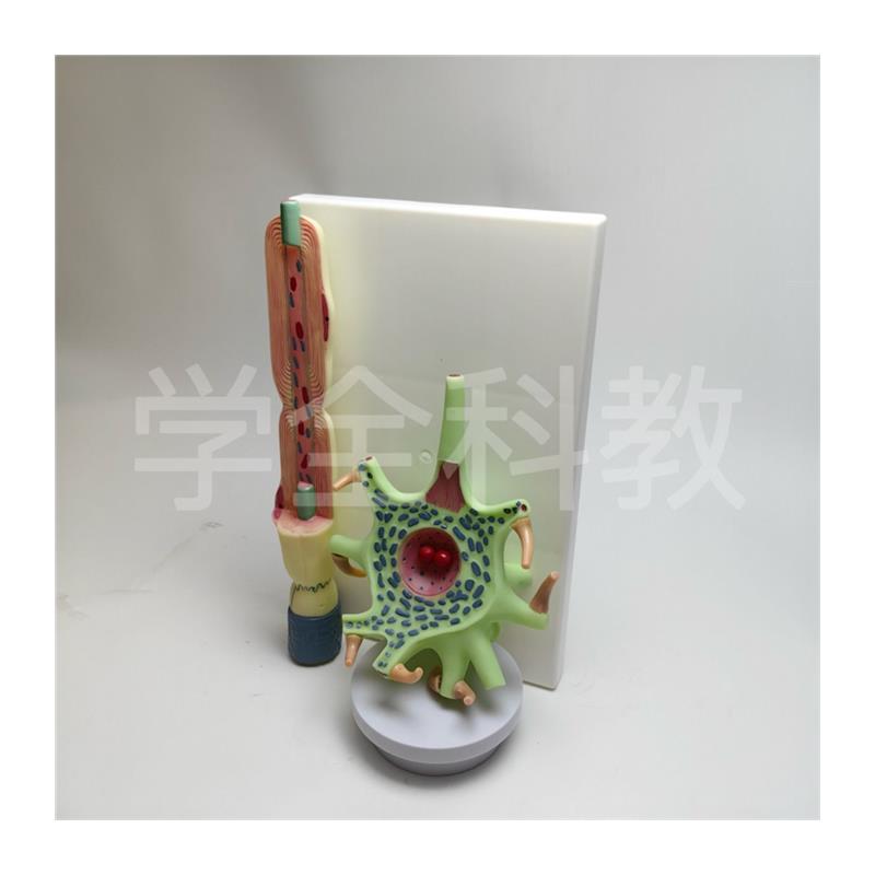 原装适用神经元放大模型神经元胞体和神经纤维结构放大模型神经细