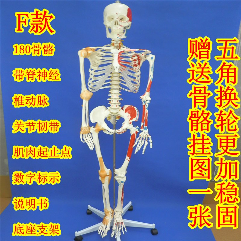 170cm全身人体大m骨骼模型女性骨骼标本模型艺术用180公分骨骼模