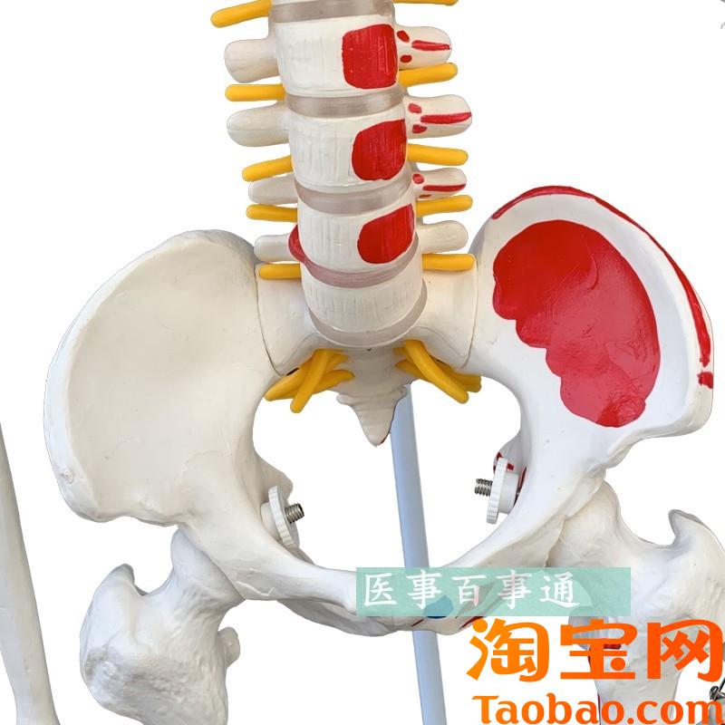 原装适用85CM人体骨骼带全身肌肉起止点骷髅骨架医学教学医患沟通