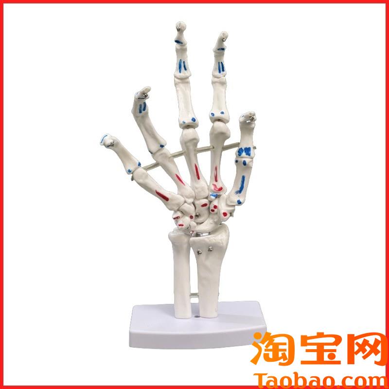 原装适用着色脚关节模型脚骨骼模型足关节肌肉起止点脚骨手骨模型