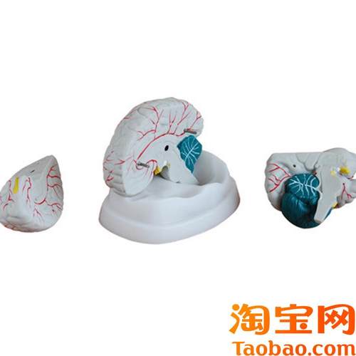 大脑模型新型脑解剖模型脑干大脑小脑部构造关系解剖X教学模型医
