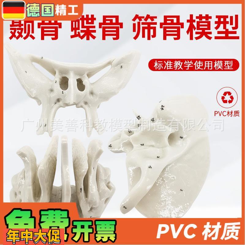 颞骨蝶骨筛骨放大骨骼模型人体骨骼解剖模型骨科医学骨骼教具