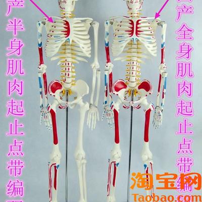 全新85CM人体骨骼o模型带肌肉起止点骨架模型椎间盘颈椎动脉血管