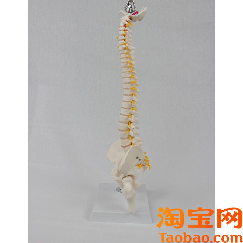 原装适用中型脊椎带骨盆腿骨(挂式)模型医学教学专用用具模具