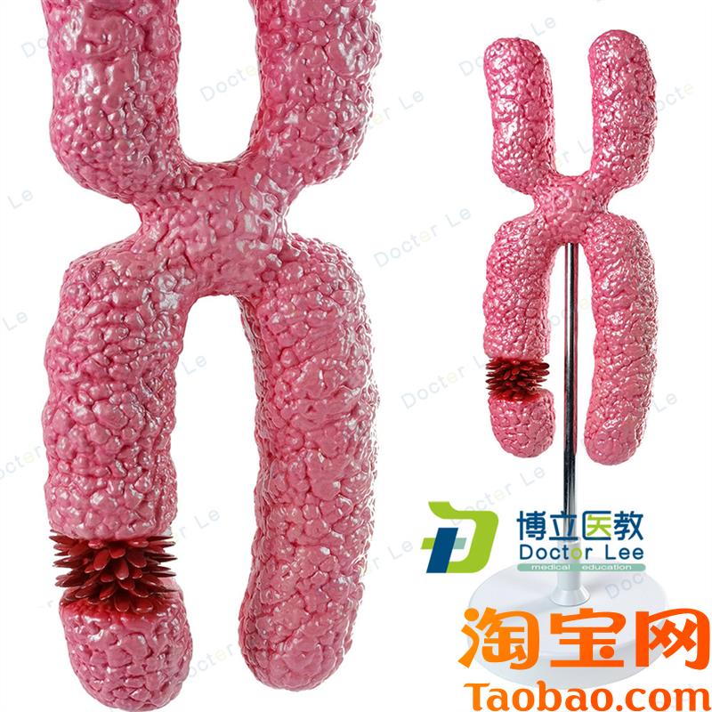 X染色体模型医学细胞器模型y减数分裂中学生物教学实验教具模型