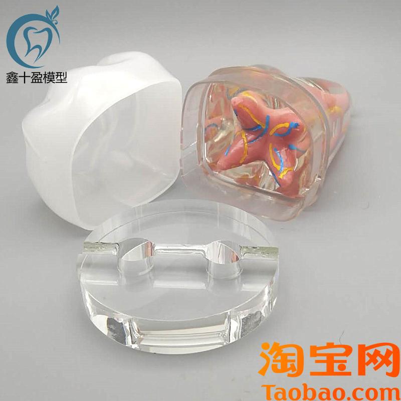 原装适用10倍牙齿模型牙形摆台口腔牙科教学演示模型牙医诊所装饰