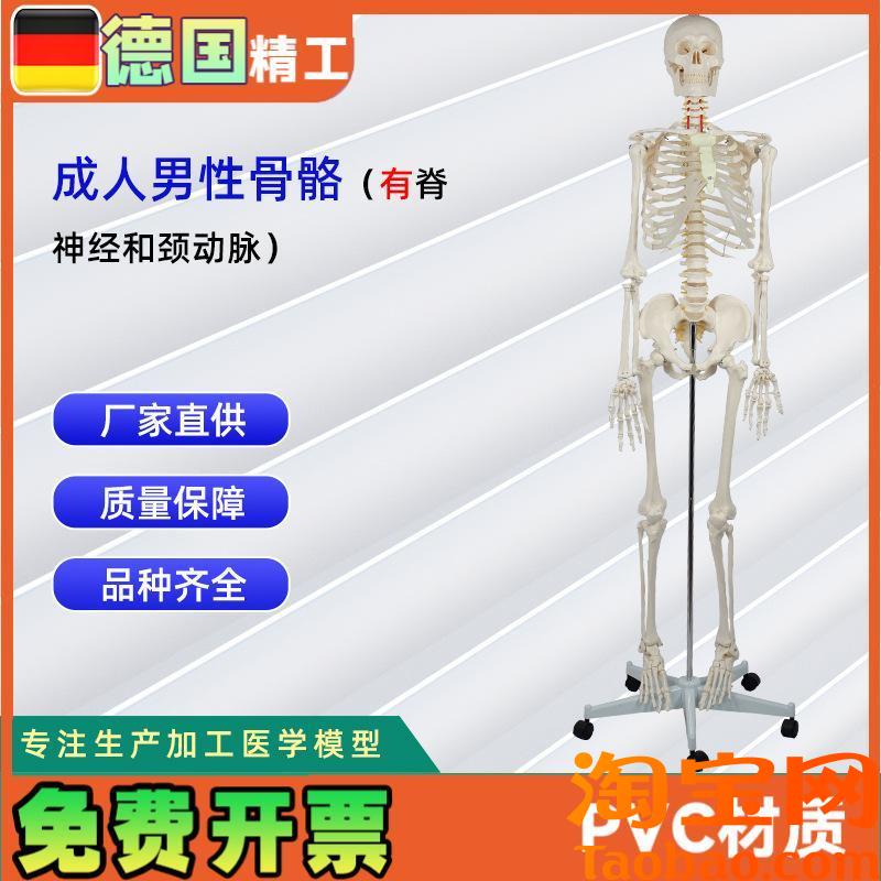 成人男性骨e骼附脊神经和颈动脉无泡沫盒包装人体骨骼教学模型