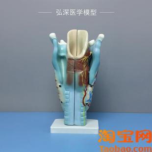 原装适用喉解剖模型人体咽喉咙喉部甲状腺声带结构放大模具耳鼻喉
