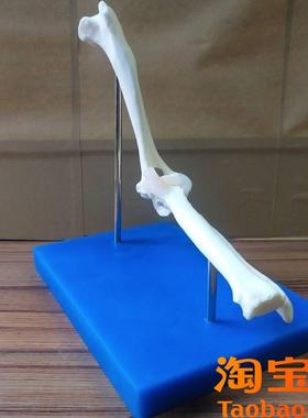 原装适用狗肘骨关节狗骨架动物模型宠物兽医教学医用医学演示饰品