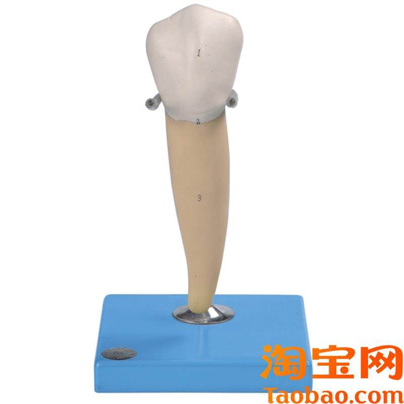 前磨牙有c一个牙根模型B10004/3