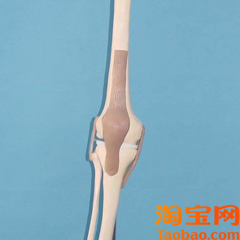 原装适用下肢带韧带人体腿骨韧带,脚关节附韧带腿骨骼模型