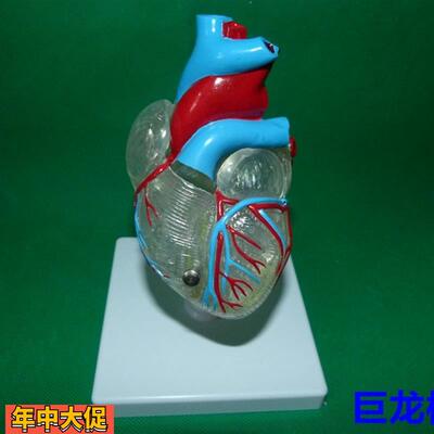 厂家直销经典心脏与心传导系统模型透明人体心脏模型教学模型