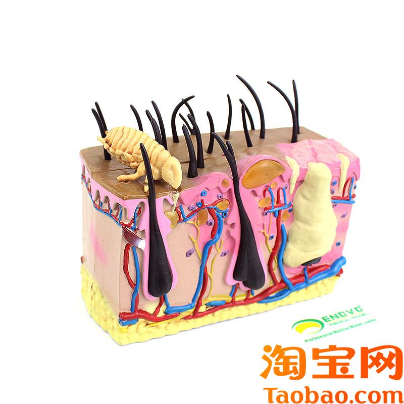 ENOVO颐诺狗皮肤模型犬跳蚤咬伤犬皮肤宠物狗皮W肤解剖模型犬皮