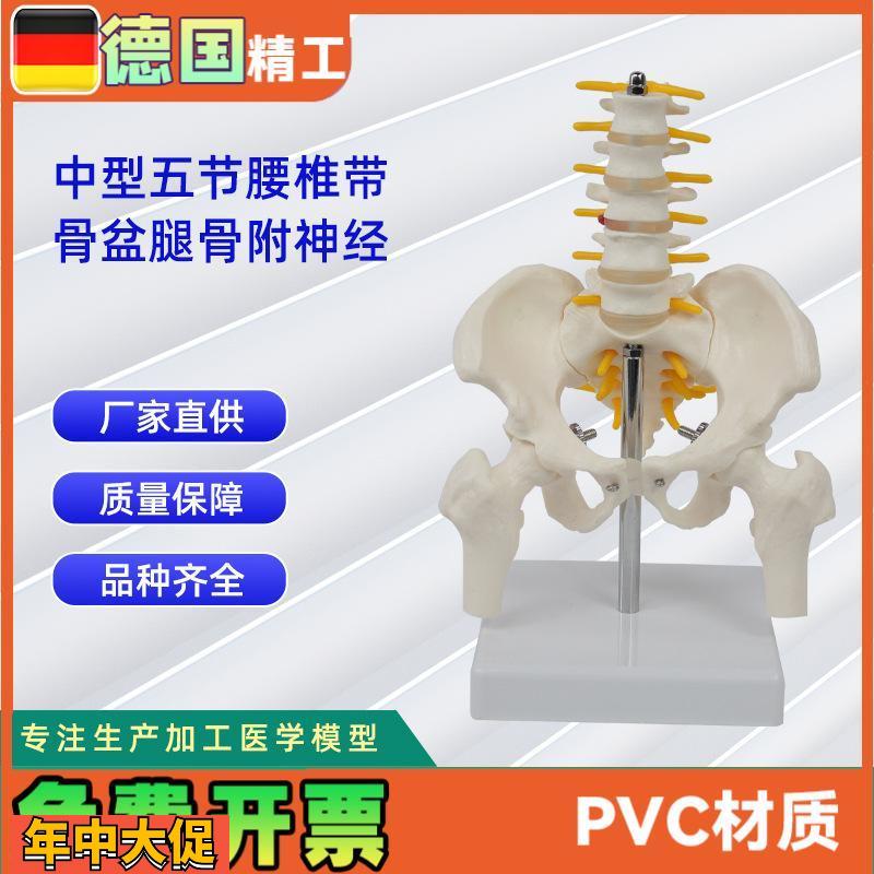 中型腰椎带骨盆腿骨附神经人体腰椎模型医学教具