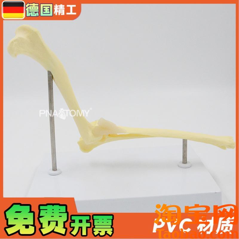 德国】狗肘关节模型犬骨骼关节z解剖展示道具1比1大医药促销礼品