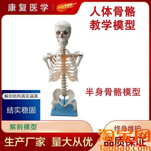 半身骨架人体模型成人t骷髅教学模型脊椎模型半身骨骼模型