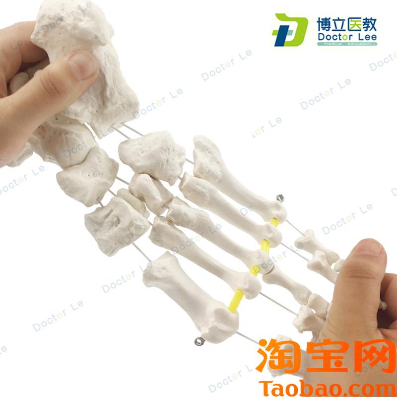 原装适用脚关节模型脚骨模型脚部骨骼结构造模型足部踝关节附韧带