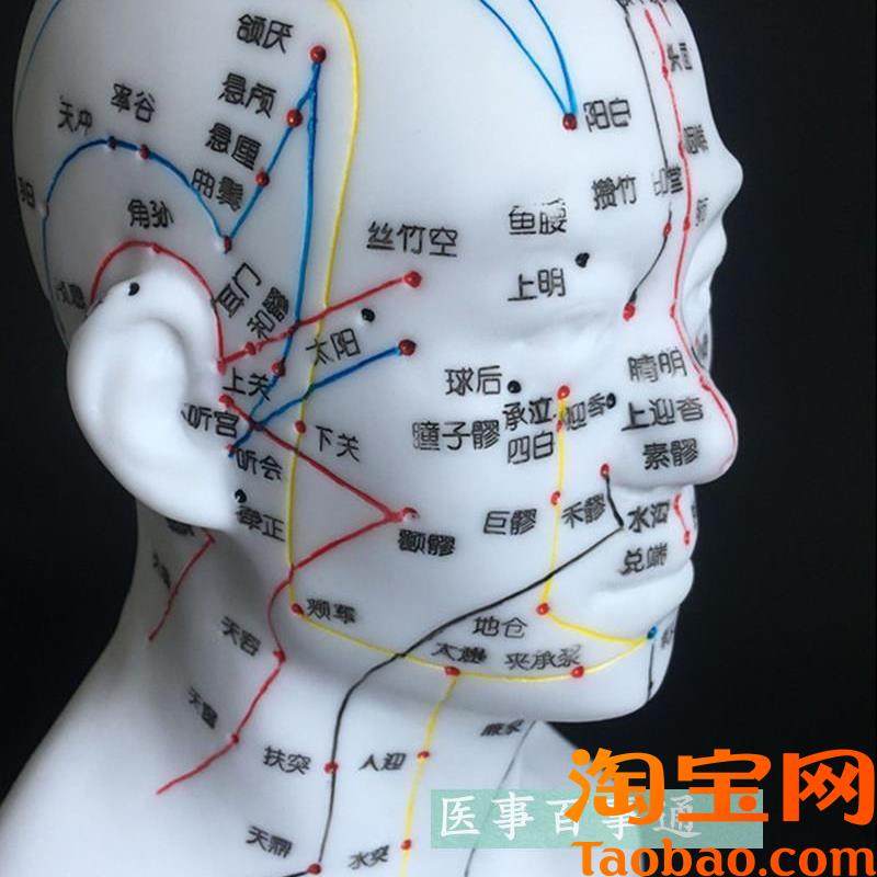 包邮正品超清晰经络人体针灸穴位E头部四功能针灸腧穴模型针灸