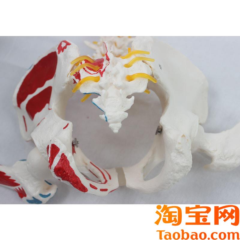 原装适用自然大脊椎带枕骨新骨盆带股骨附肌肉起止点模型教学模型