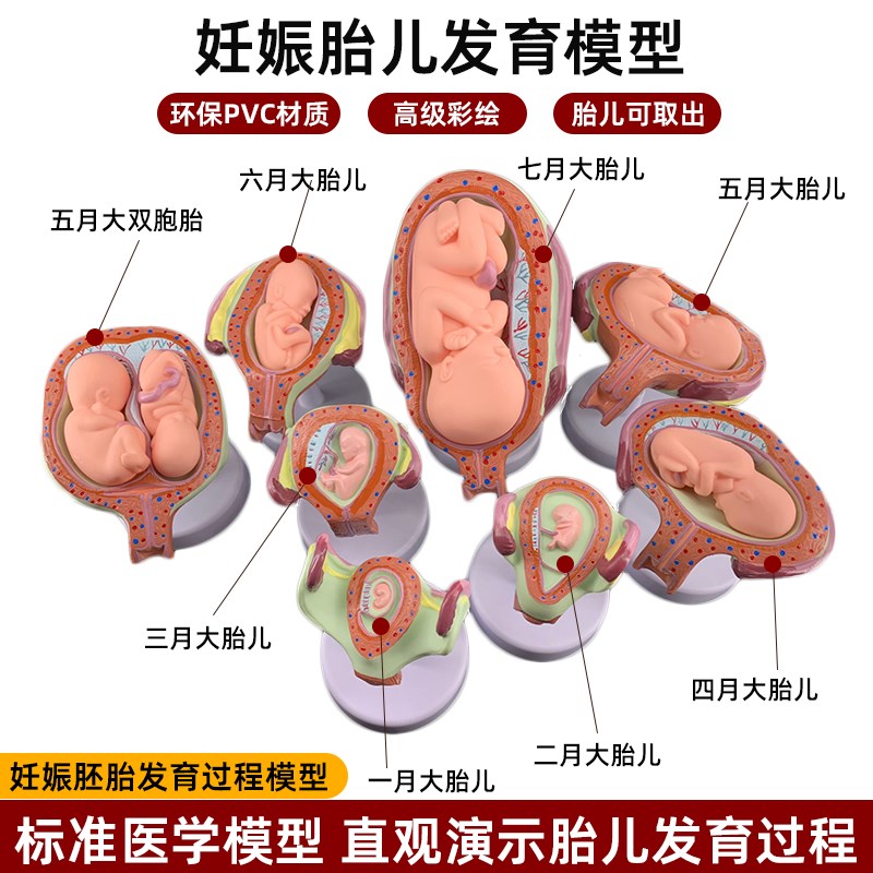 人体胚胎胎儿妊娠发育周期产科子宫解剖妇幼计生培训教Y学演示模