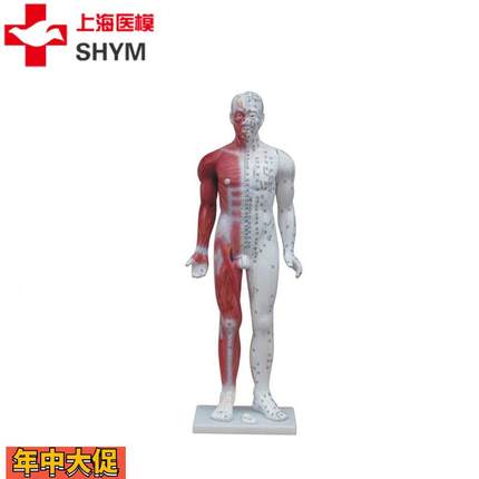 上海医模十四经穴标准针灸模型半边肌肉解剖人体经络穴位中医教学