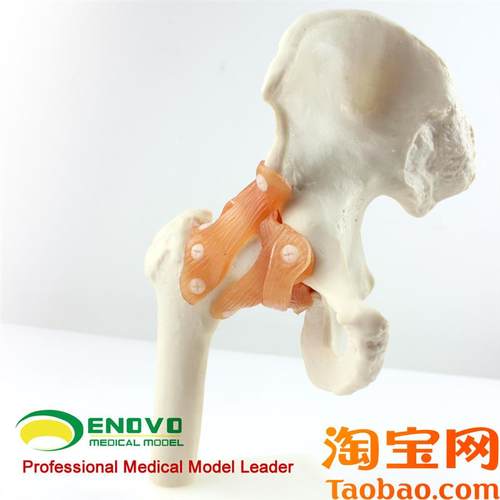 ENOVO颐诺人体髋关节r股关节模型人体骨骼模型运动骨骨科科髋关节