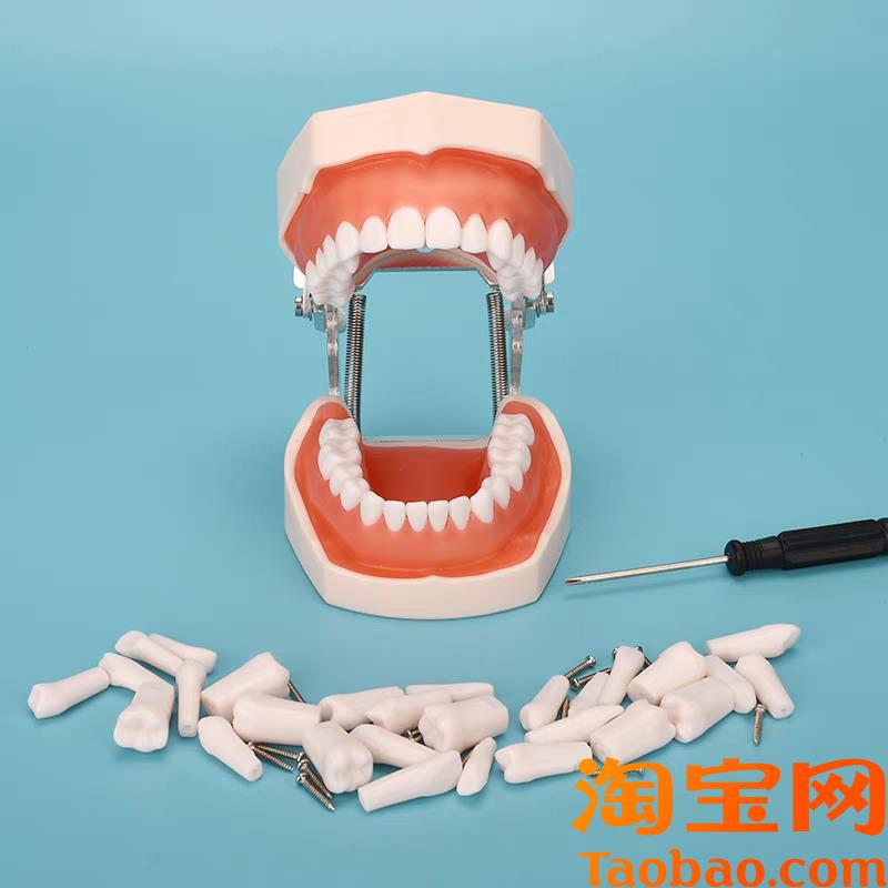 牙科材料树脂牙口腔模型种植离体粒备牙模型根管排V龈开髓模型包