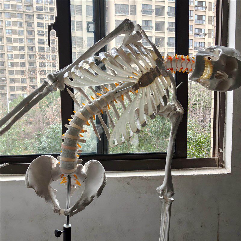 盼夕人体骨骼模h型骨架170脊柱教学演示瑜伽骷髅实验解剖科普生物