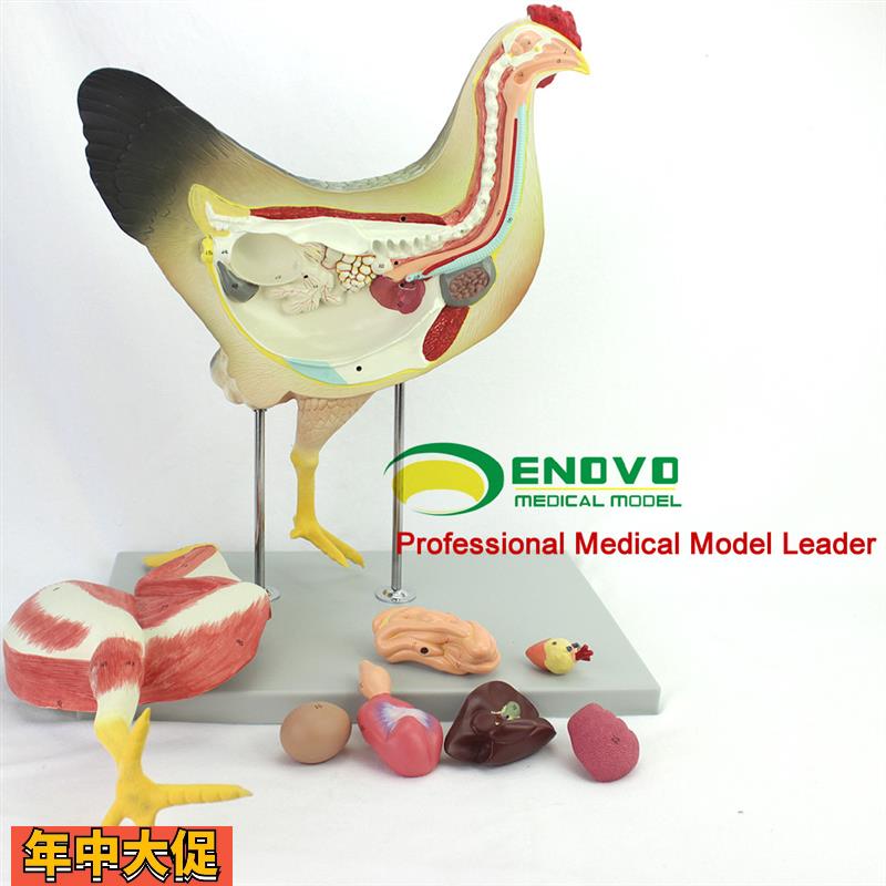 ENOVO鸡解剖模型家禽器官内脏神经解刨兽医学习动物模型飞禽类型