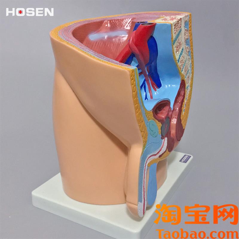 原装适用男性生殖系统模型人体矢状解剖面结构骨盆腔医学教学模具