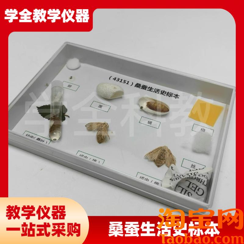 科普教学用动物标k本43151桑蚕生活史发育标本真实昆虫标本科普用