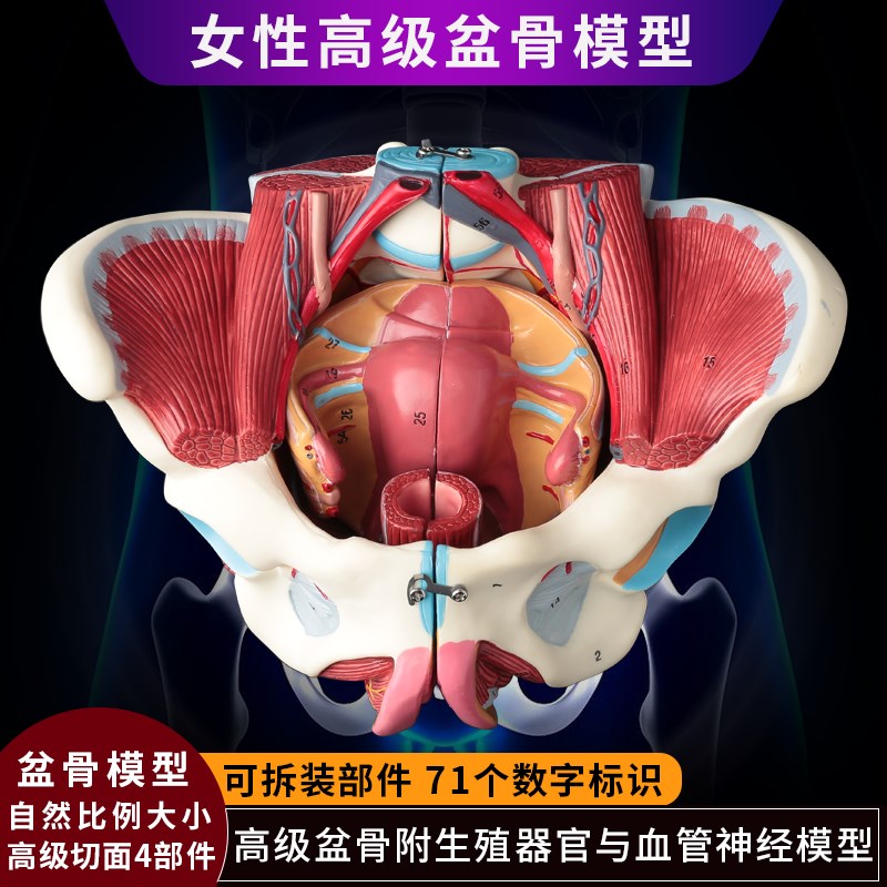 女性人体骨盆附i生殖器官血管神经肌肉解剖分娩演示教学盆底肌模