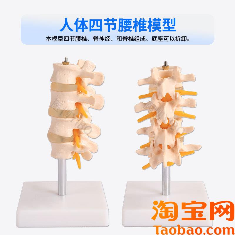 原装适用医博人体脊椎模型成人1:1腰椎颈椎带骨盆模型人体骨骼骨