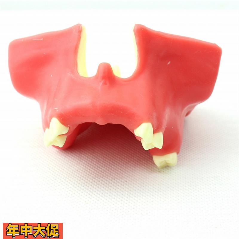 ENOVO颐诺牙医口腔即刻种植培训上颌骨上颌窦底提升术操作模型口