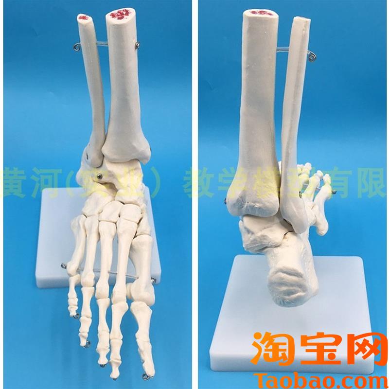人体脚关节模型脚骨n脚部骨骼结构造模型足部踝关节无韧带腓骨趾