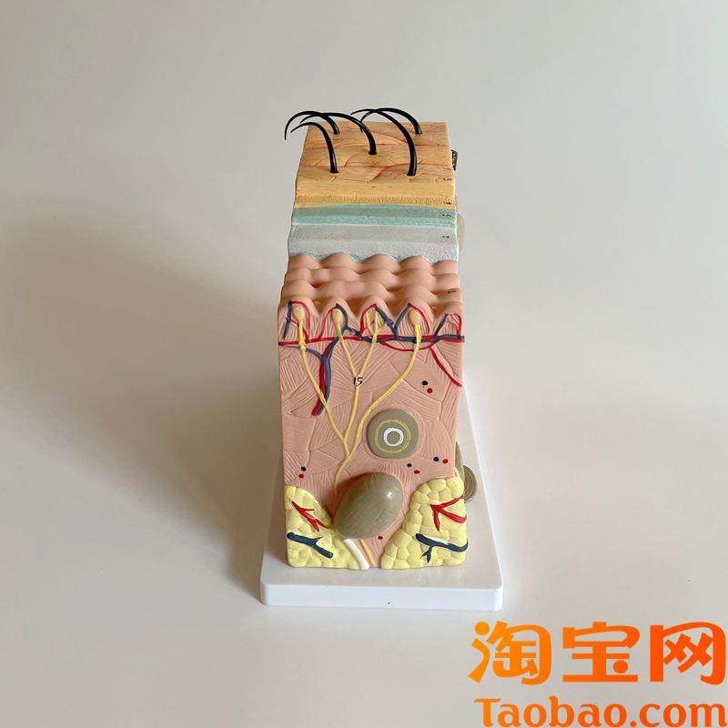 原装适用人体皮肤模型毛发表皮真皮毛囊毛干皮下组织血管神经医美