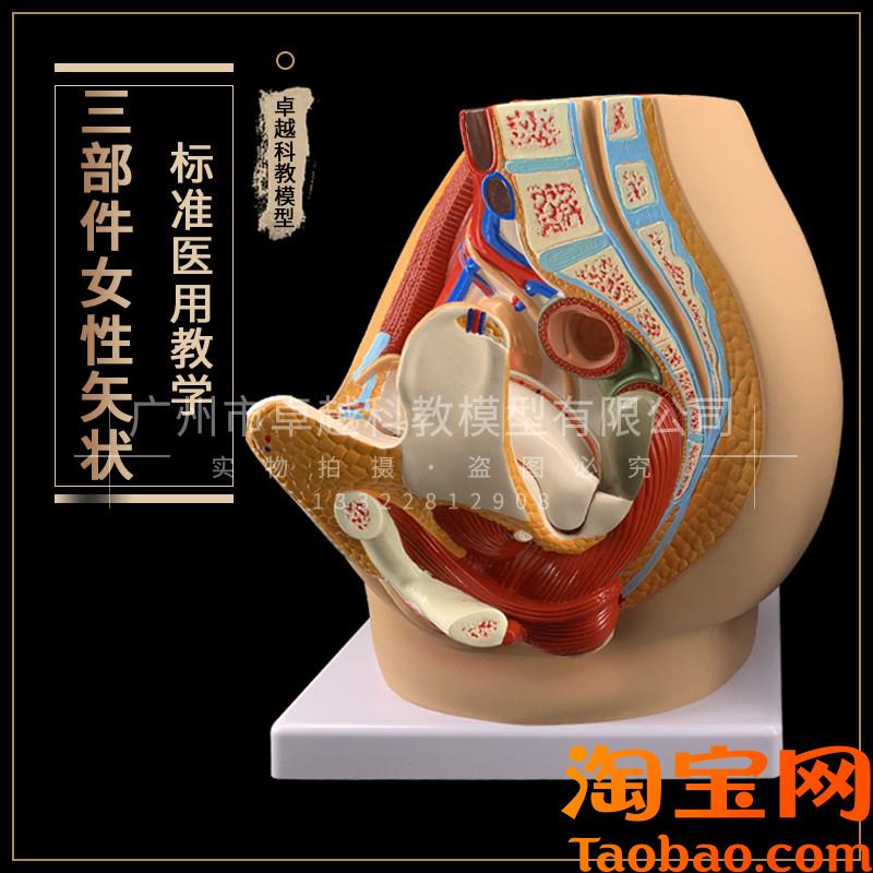 正品女性盆腔解k剖模型生殖泌尿子宫妇科医学模型骨盆模型包邮
