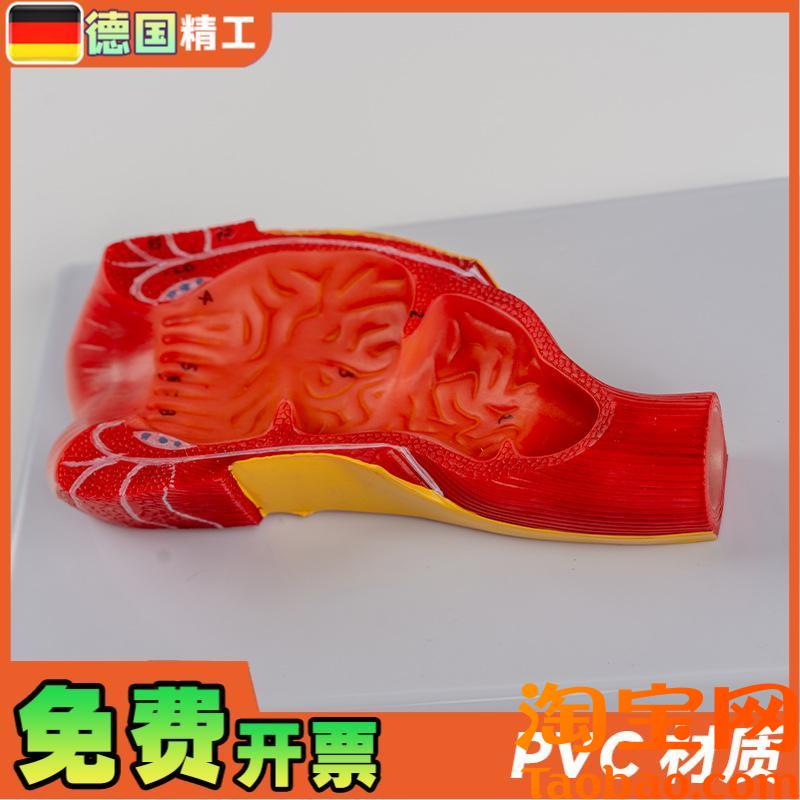 原装适用德国】消化系统人体解剖模型肠道解剖生物教学模型直肠与