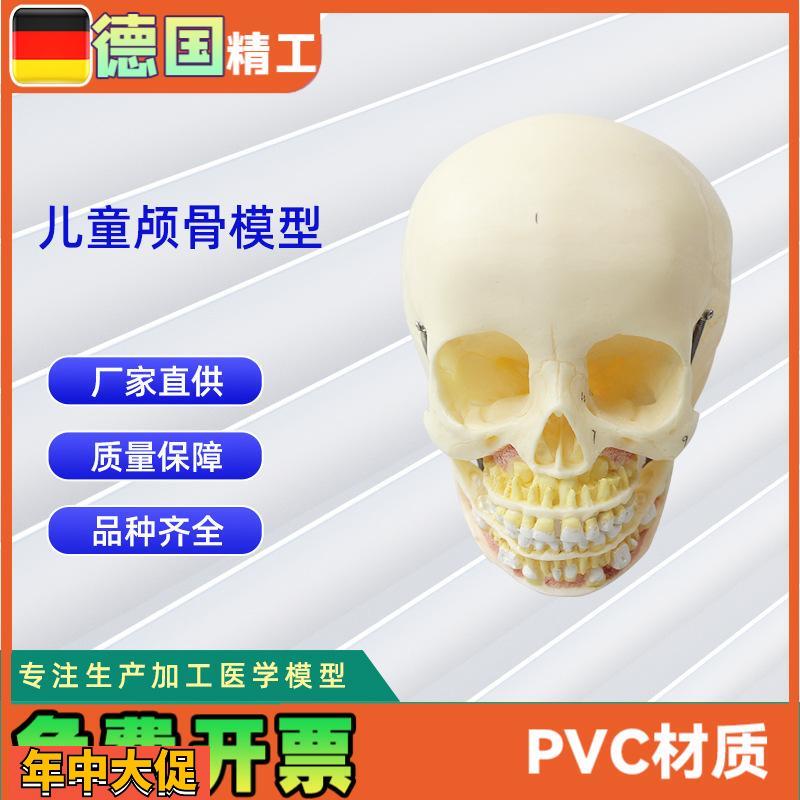 少儿颅骨模型医学人体头骨颅骨PVC仿真骨科教学模具少儿病理研究