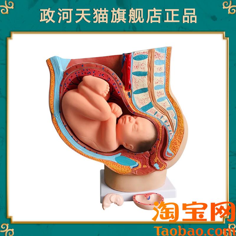 原装适用政河九月胎儿发育过程模型女性分娩生产骨盆骨骼子宫器官