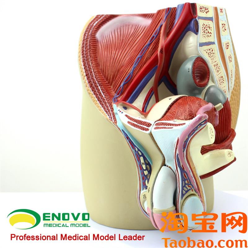 ENOVO颐诺男性生殖泌尿系x统模型男科盆腔解剖结构前列腺男性生殖