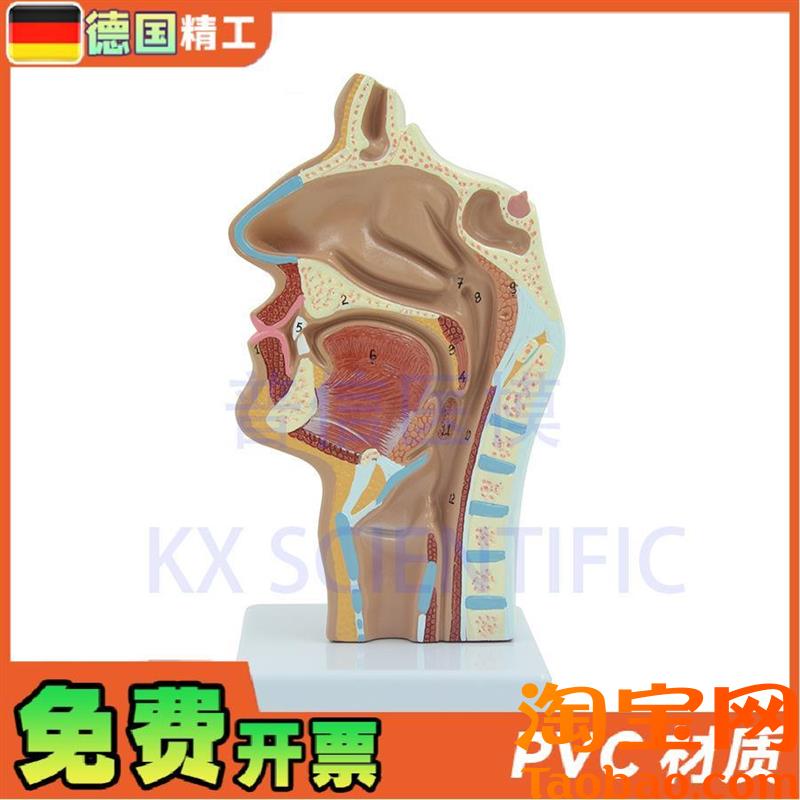 德国】头部解剖口鼻咽喉模w型教内侧面血管神经鼻腔模型医药展示