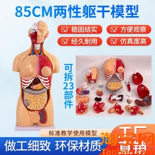 85CM两性躯g干可拆23件人体器官结构组织解剖内脏器官结构分布结